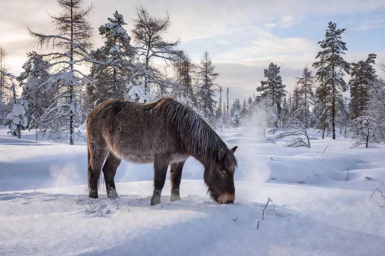 Cheval iakoute à l'épaisse fourrure hivernale broutant dans la neige de la taïga sibérienne
