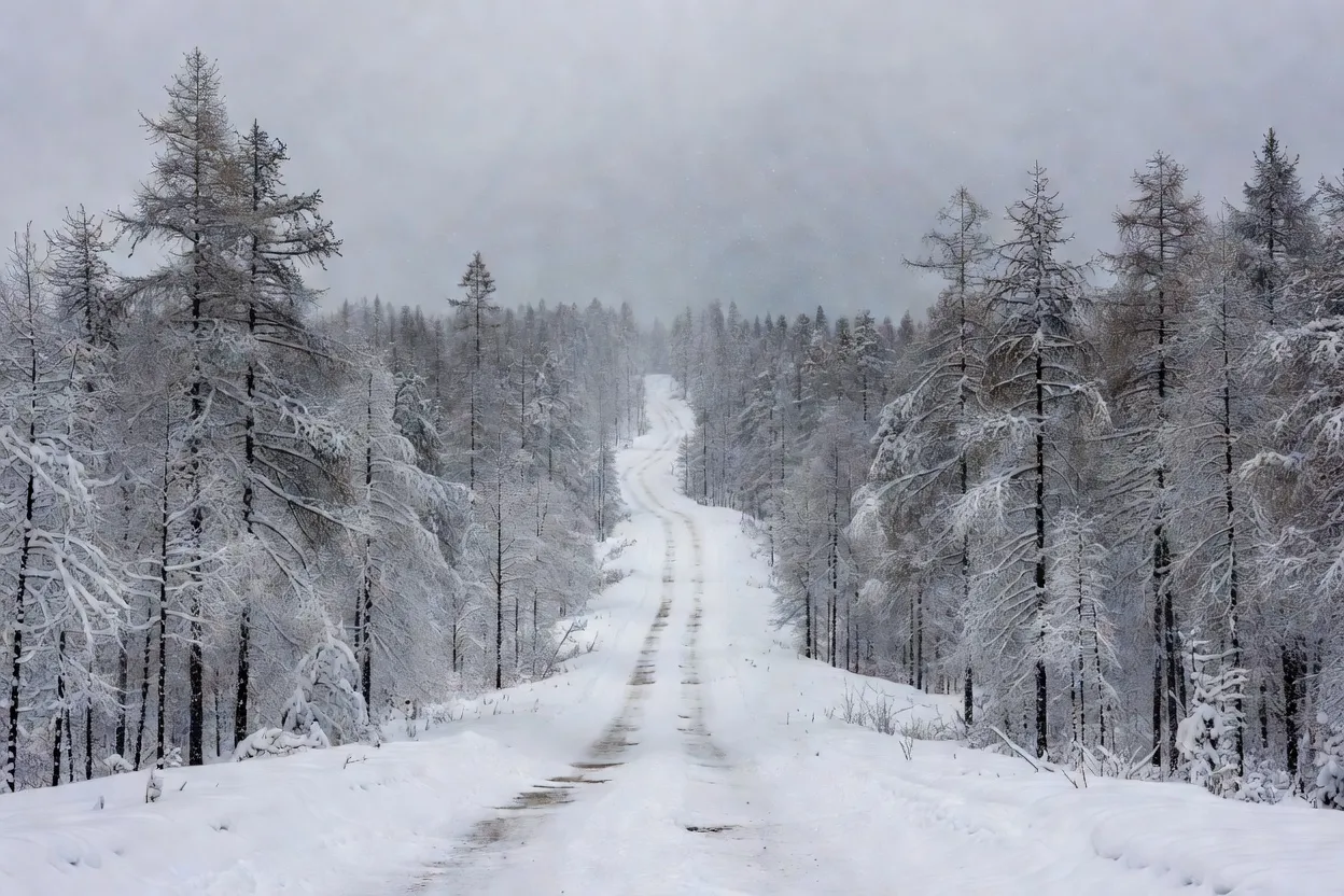 Route des Os traversant la taïga enneigée de Sibérie orientale entre Magadan et Iakoutsk, piste isolée bordée de mélèzes